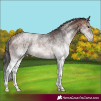Horse Color:White Spotted Brown Rabicano 