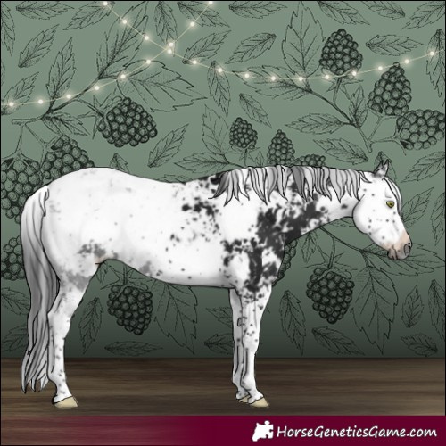Horse Color:Gray Brown Sabino 