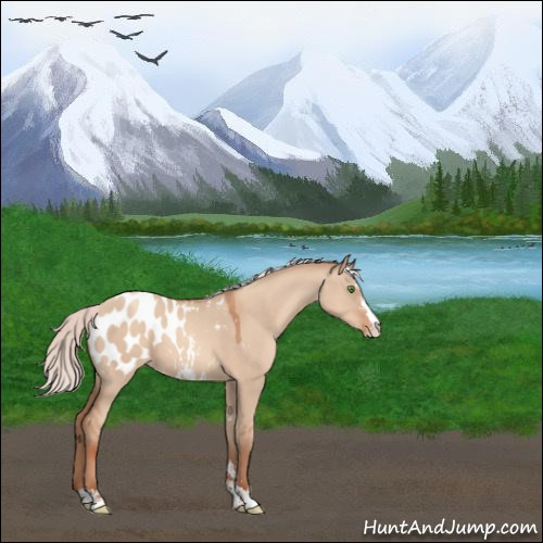 Horse Color:Silver Classic Champagne Dun Sabino Appaloosa 