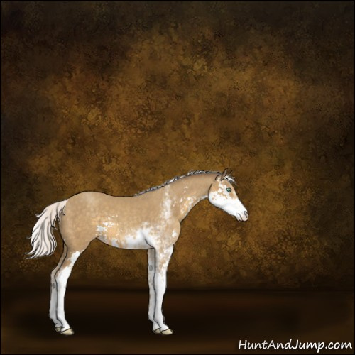 Horse Color:Silver Classic Cream Champagne Sabino Appaloosa 
