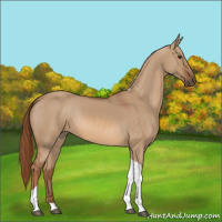 Horse Color:Red Dun Tobiano