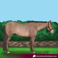 Horse Color:Sable Champagne Rabicano 