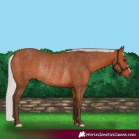 Horse Color:Silver Bay Rabicano 