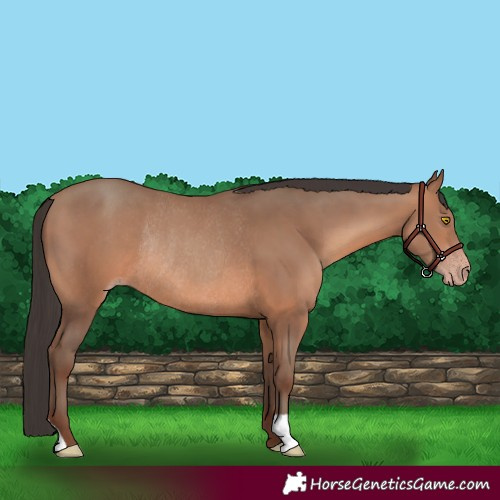 Horse Color:Sable Champagne Rabicano