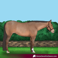 Horse Color:Sable Champagne Rabicano