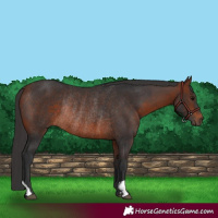 Horse Color:Bay Rabicano 