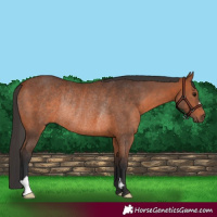 Horse Color:Bay Rabicano