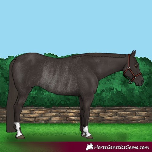 Horse Color:Liver Chestnut Rabicano 
