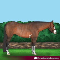Horse Color:Brown Rabicano 