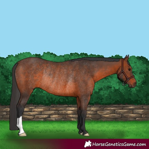 Horse Color:Brown Rabicano 