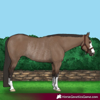 Horse Color:Liver Red Dun Rabicano 