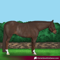 Horse Color:Liver Chestnut Rabicano 