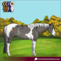 Horse Color:White Spotted Grullo Tobiano Rabicano Brindle
