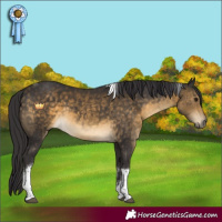 Horse Color:White Spotted Buckskin Tobiano 