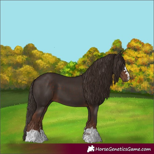 Horse Color:Liver Chestnut 