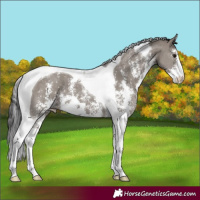 Horse Color:Smoky Grullo Sabino Tobiano
