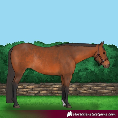 Horse Color:Bay Rabicano 