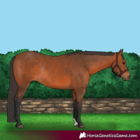 Horse Color:Bay Rabicano 