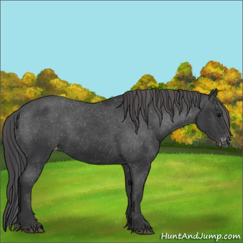 Horse Color:Unknown 