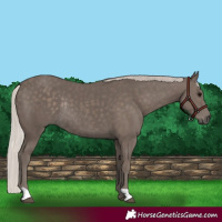 Horse Color:Silver Black Rabicano 