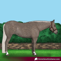 Horse Color:Silver Black Rabicano 