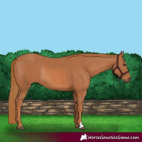 Horse Color:Chestnut Rabicano