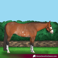 Horse Color:Bay Rabicano 