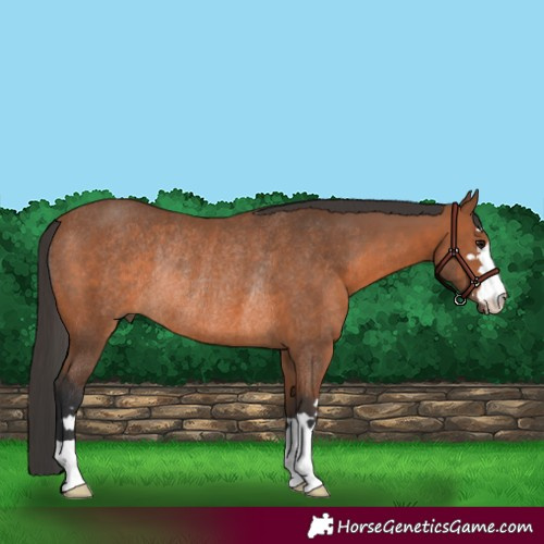 Horse Color:Bay Rabicano 