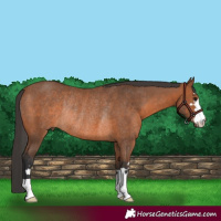 Horse Color:Bay Rabicano 
