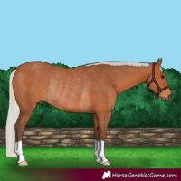 Horse Color:Silver Bay Rabicano
