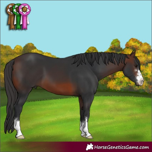Horse Color:Brown 