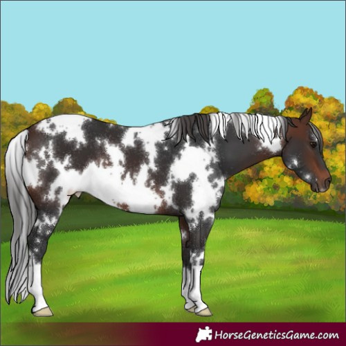 Horse Color:White Spotted Brown 
