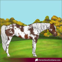 Horse Color:White Spotted Silver Brown 
