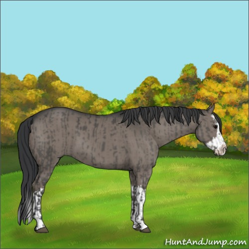 Horse Color:Grullo  and Grullo Splash 