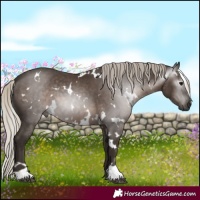 Horse Color:Gray White Spotted Silver Black