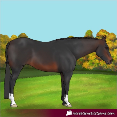 Horse Color:Brown 