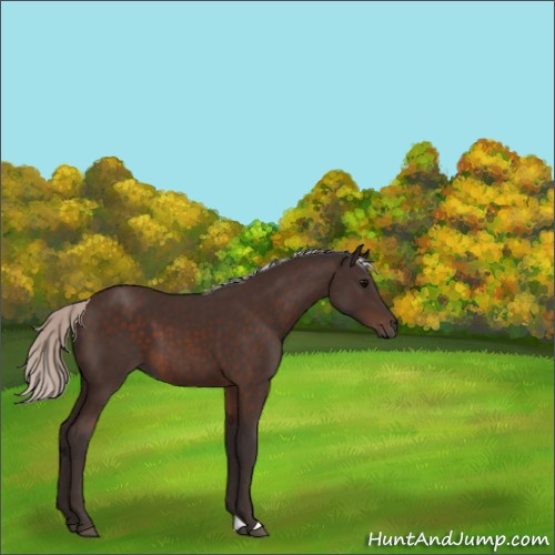 Horse Color:Silver Brown