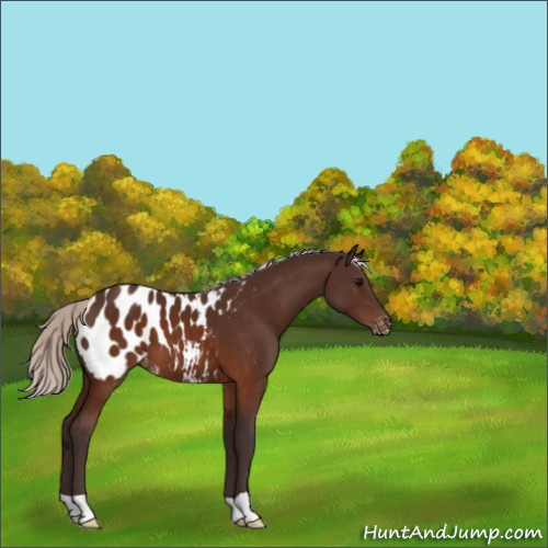 Horse Color:Silver Brown Appaloosa