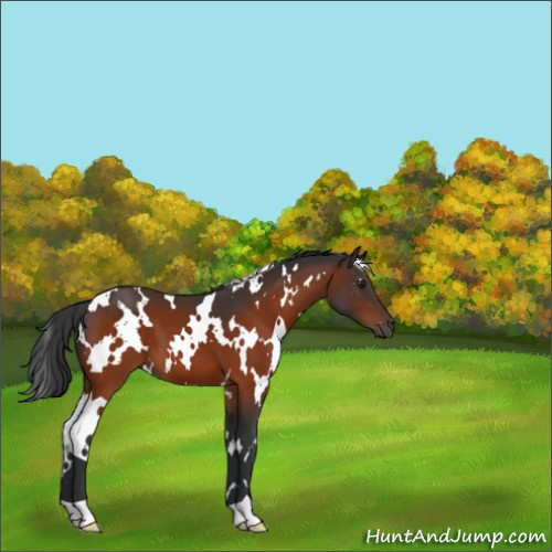 Horse Color:White Spotted Brown 