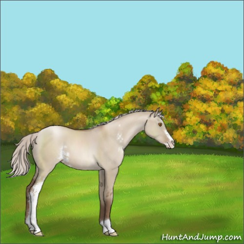 Horse Color:Silver Grullo Pearl Sabino 