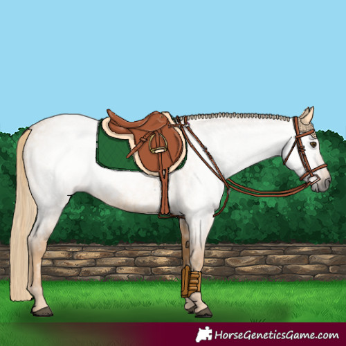 Horse Color:Gray Palomino Roan 
