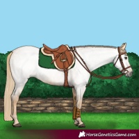 Horse Color:Gray Palomino Roan 