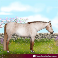 Horse Color:Gray Red Roan 