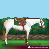 Horse Color:Gray Chestnut 