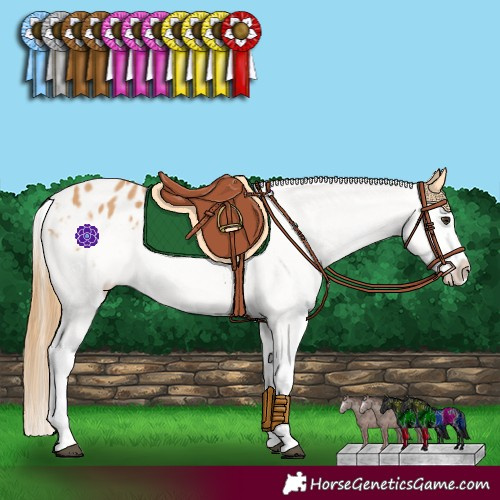 Horse Color:White Spotted Chestnut Blanket 