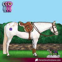 Horse Color:White Spotted Chestnut Appaloosa 