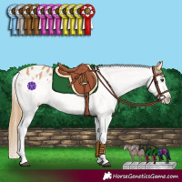 Horse Color:White Spotted Chestnut Blanket 