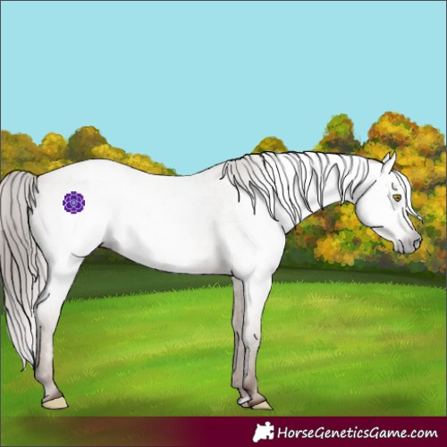 Horse Color:Gray Amber Champagne Roan Varnish