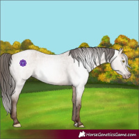 Horse Color:Gray Amber Champagne Roan Appaloosa 