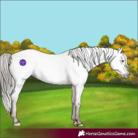 Horse Color:Gray Amber Champagne Roan Varnish 